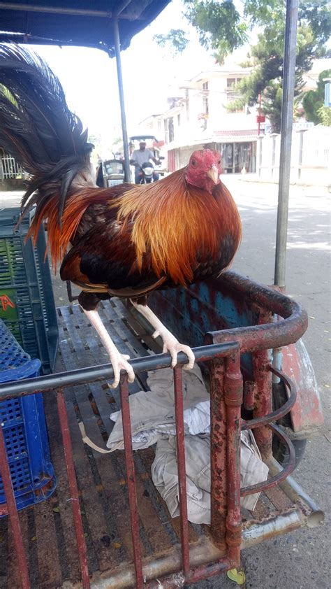 manok panabong picture|Iba pa.